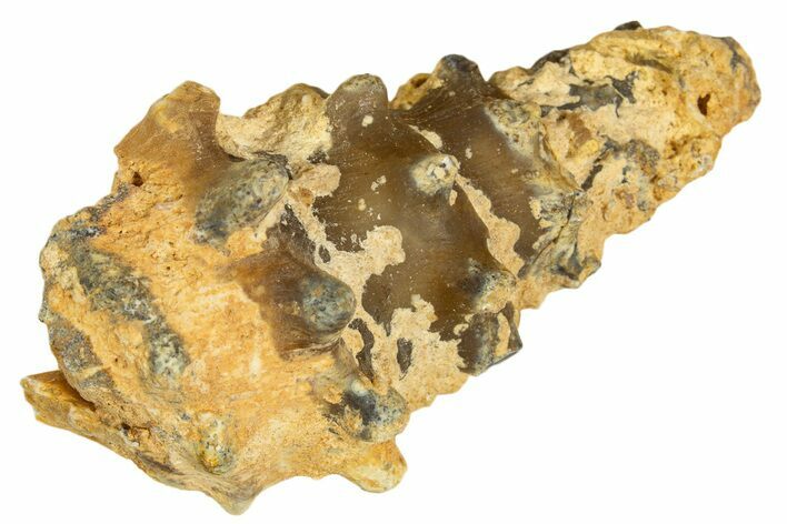 Agatized Gastropod (Cerithium?) Fossil - Morocco #338042